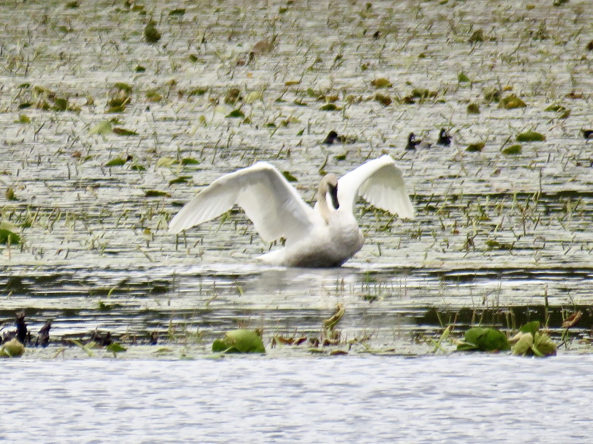 Trumpeter Swan - ML643431221
