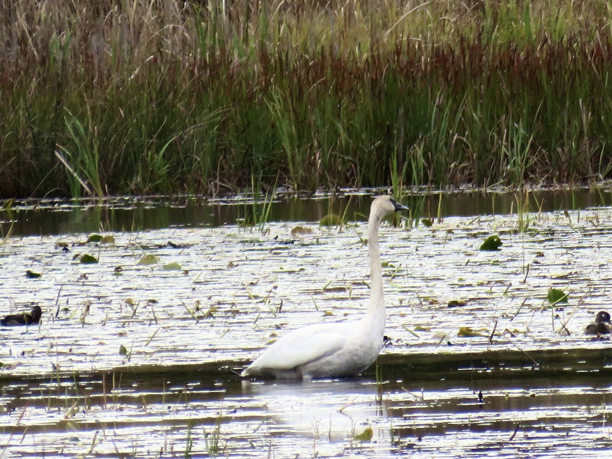 Trumpeter Swan - ML643431222