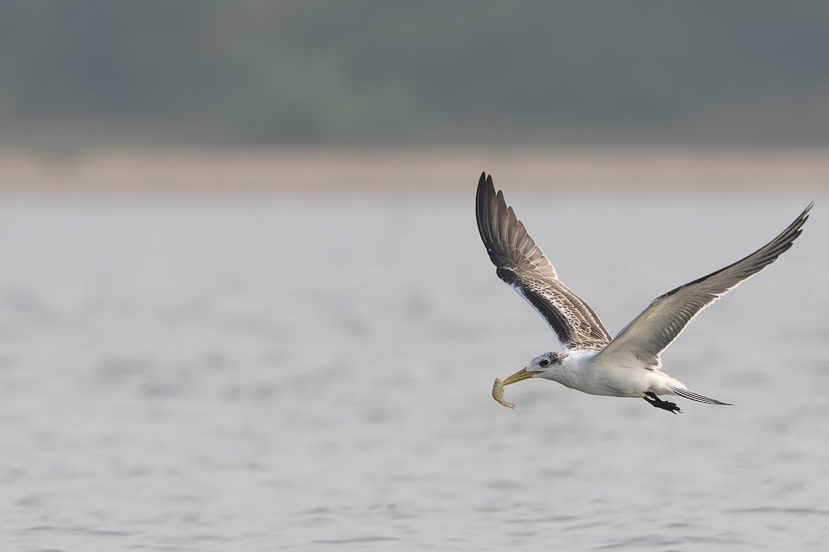 Great Crested Tern - ML643431225