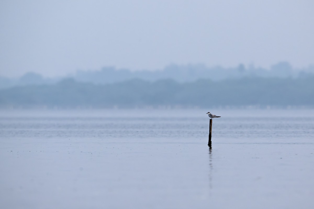 Цагаан шанаат хараалай - ML643431228