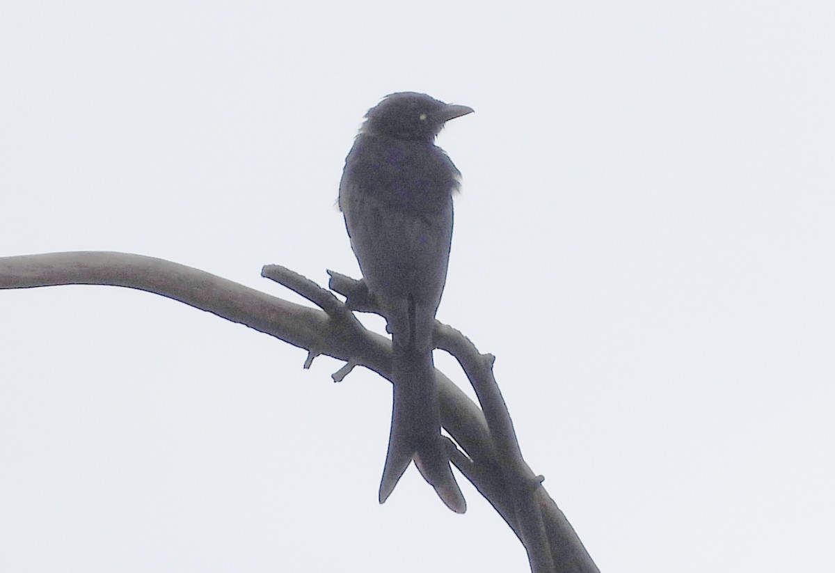 Königsdrongo - ML643431229