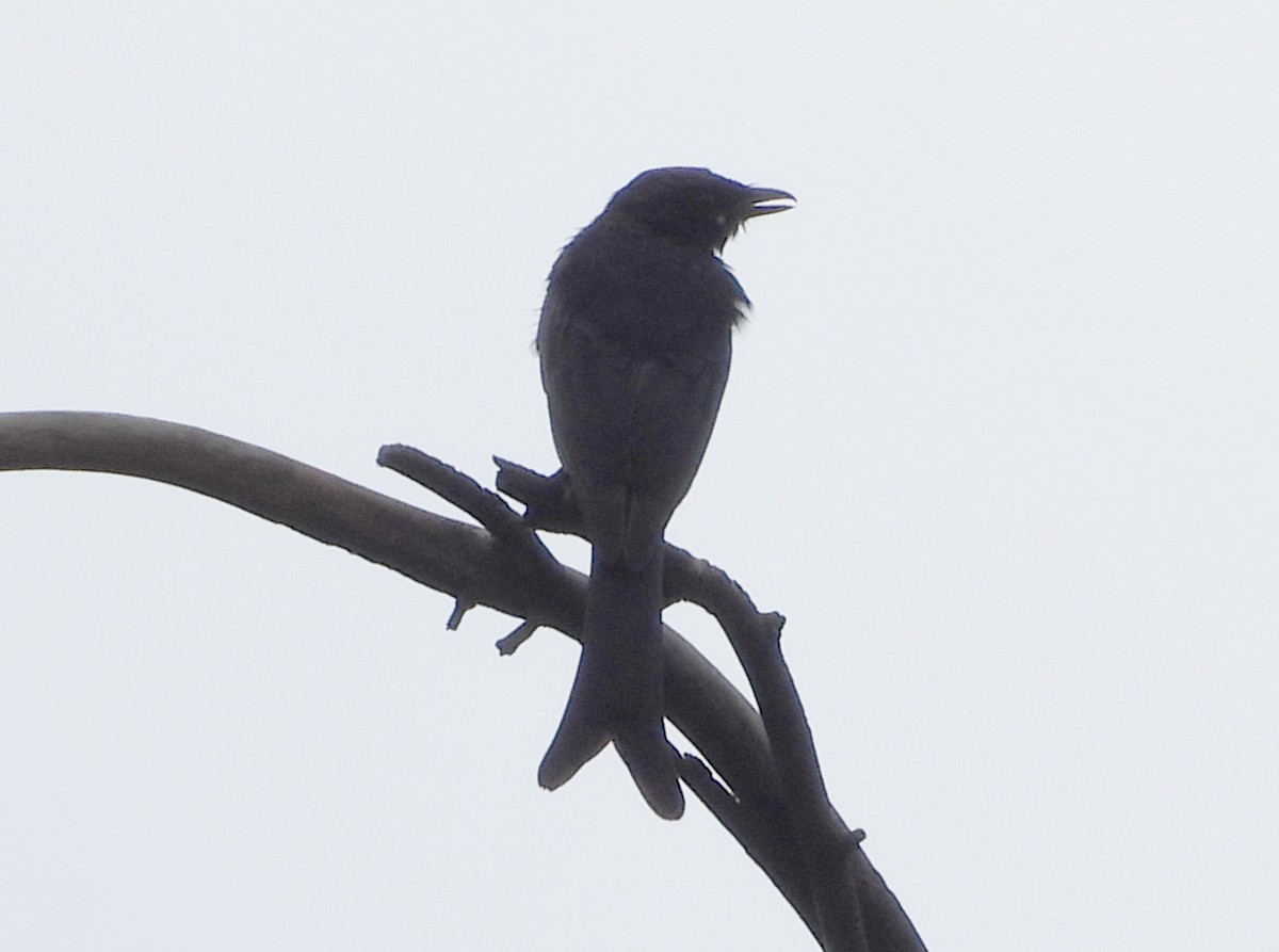 Königsdrongo - ML643431230