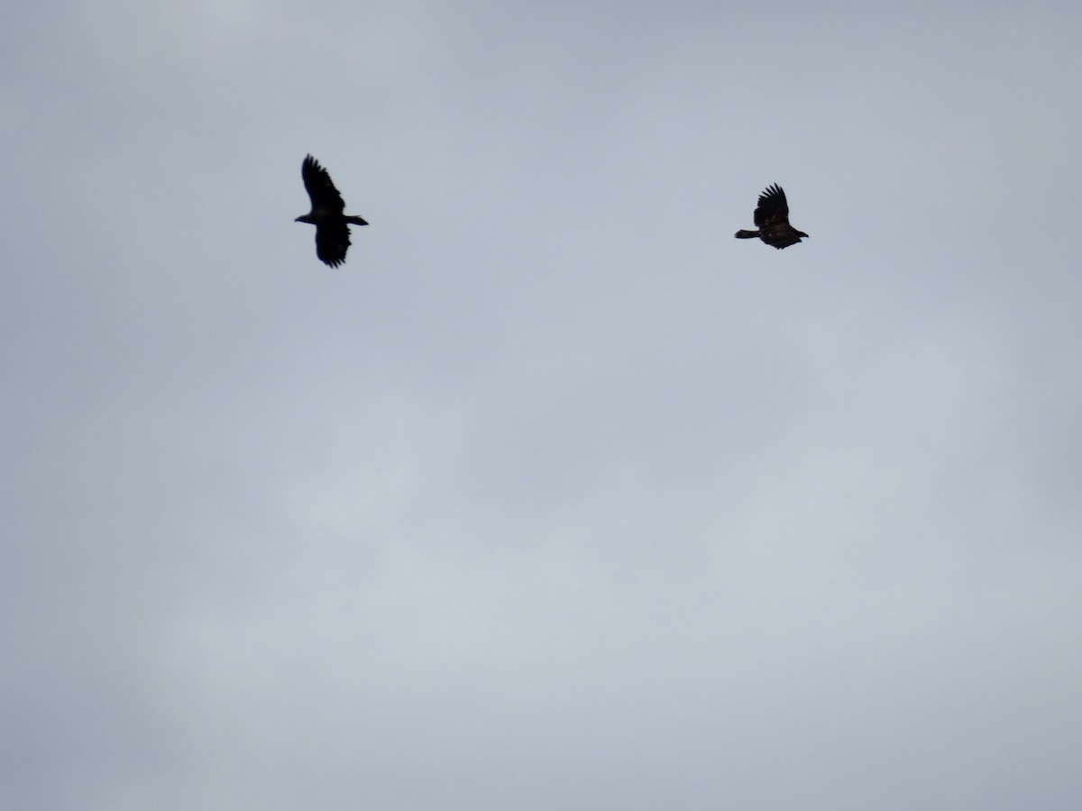 Bald Eagle - ML643431233