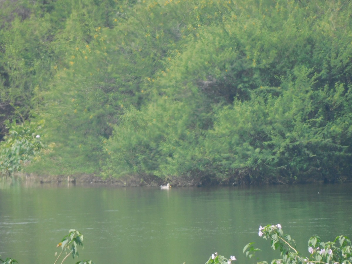 Indian Spot-billed Duck - ML643431238