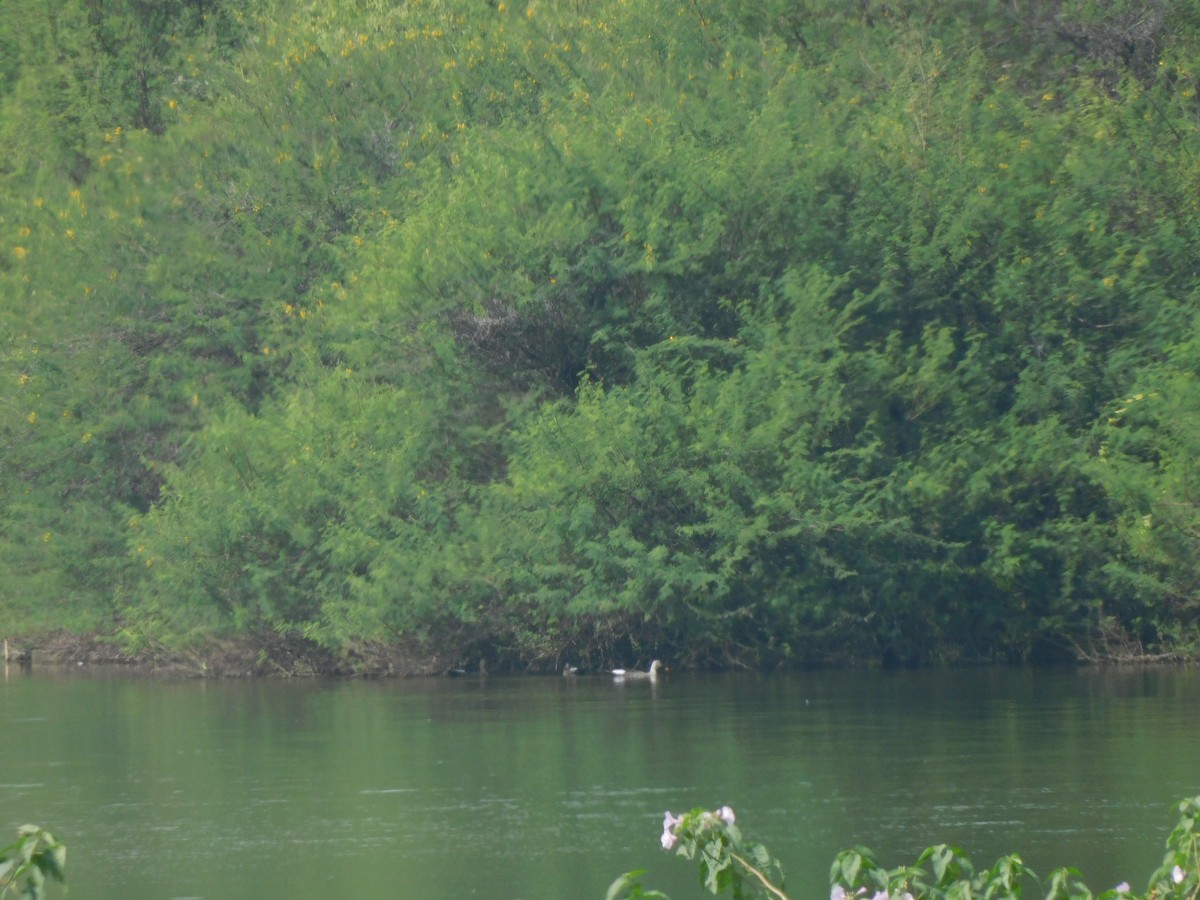 Indian Spot-billed Duck - ML643431239