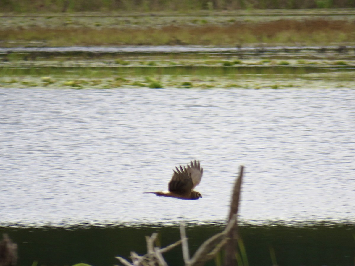 Northern Harrier - ML643431240