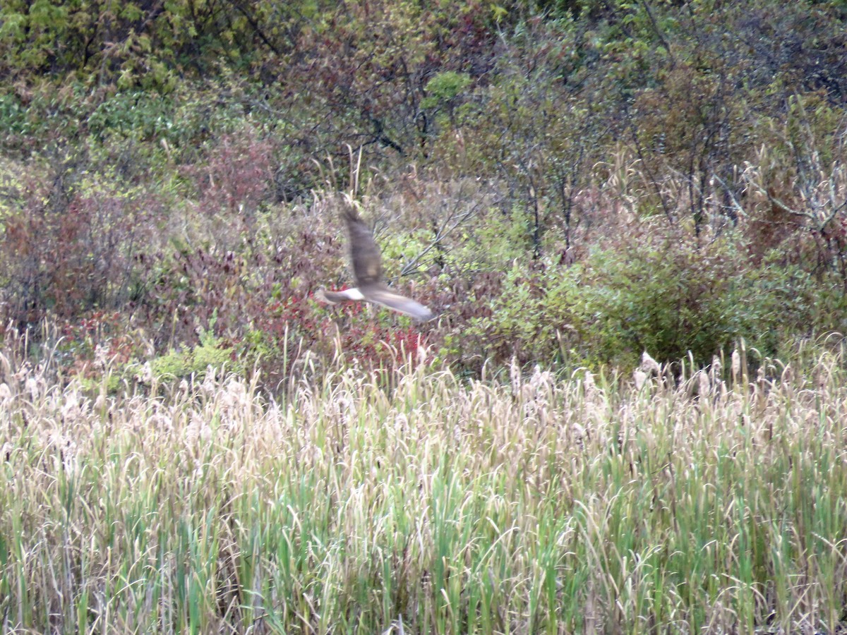 Northern Harrier - ML643431241