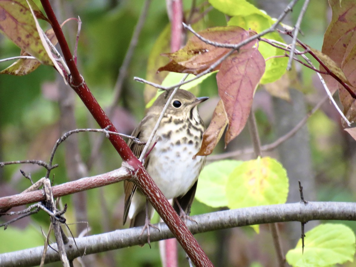 Hermit Thrush - ML643431246