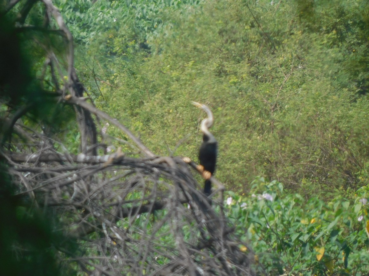 Oriental Darter - ML643431252