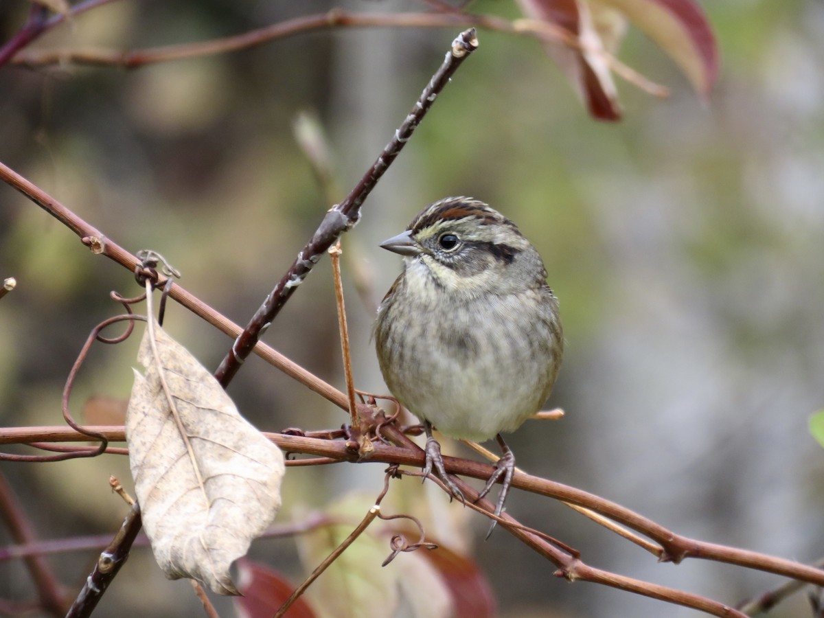 Swamp Sparrow - ML643431254