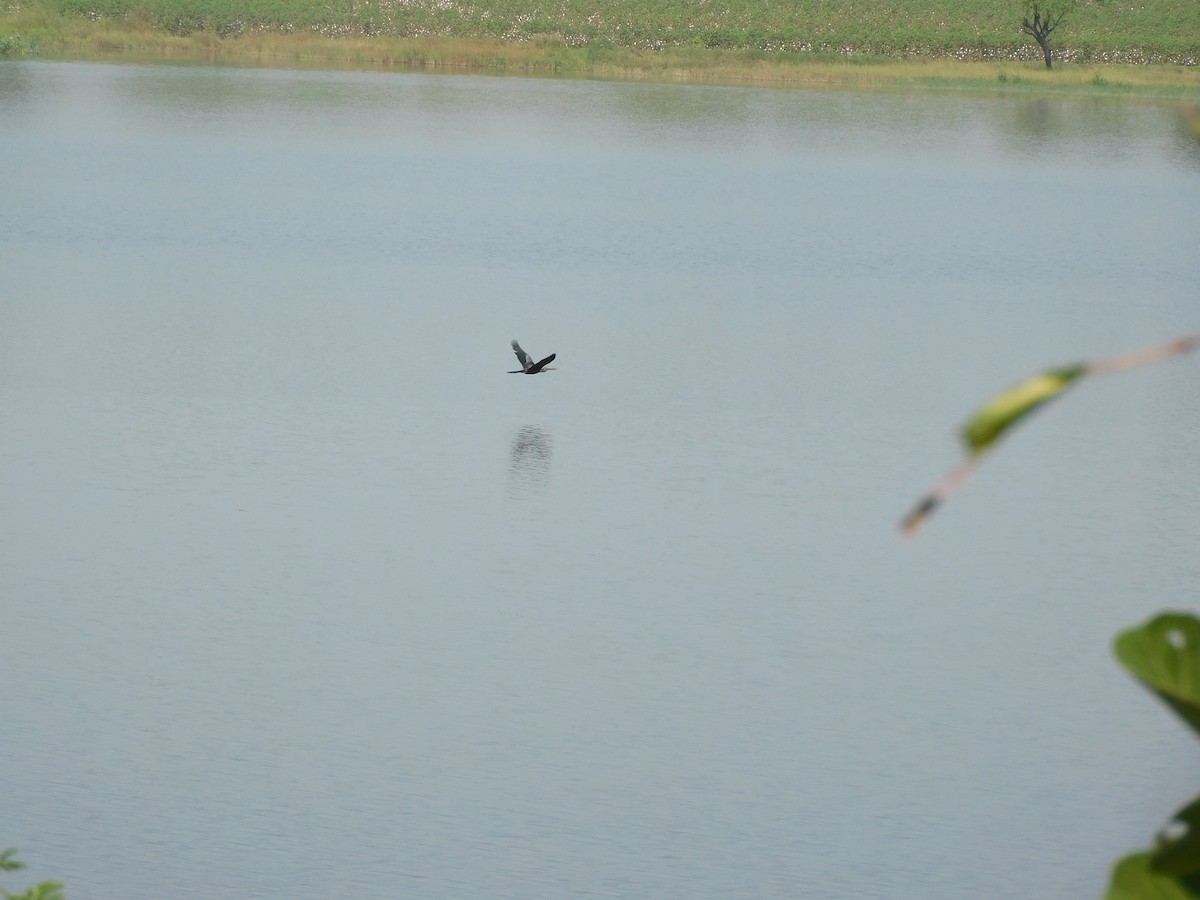 Oriental Darter - ML643431257