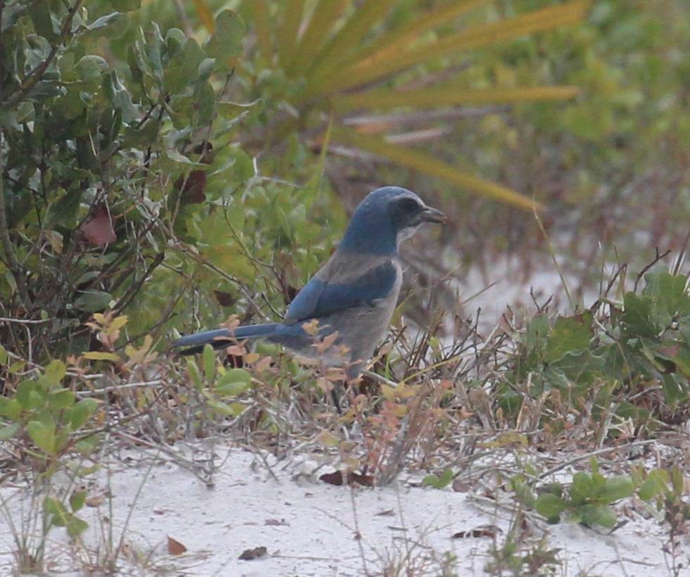 Florida Scrub-Jay - ML643431303