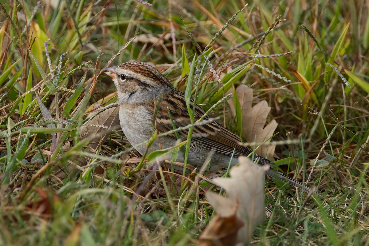 Chipping Sparrow - ML643431314