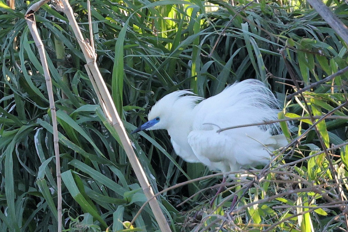Malagasy Pond-Heron - ML643431326