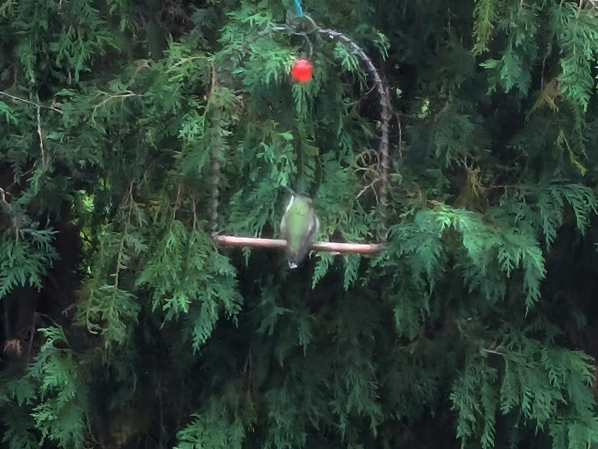 Ruby-throated Hummingbird - ML643431330