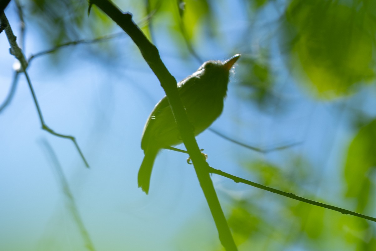 Long-billed Gnatwren - ML643431334