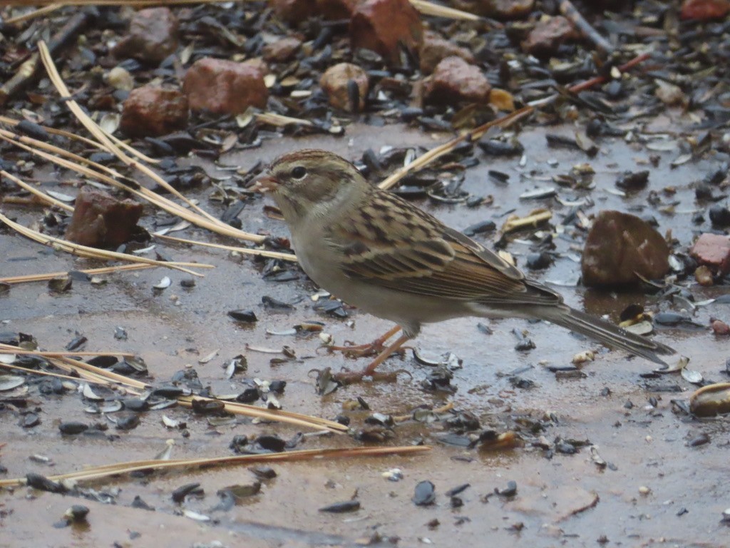 Chipping Sparrow - ML643431335