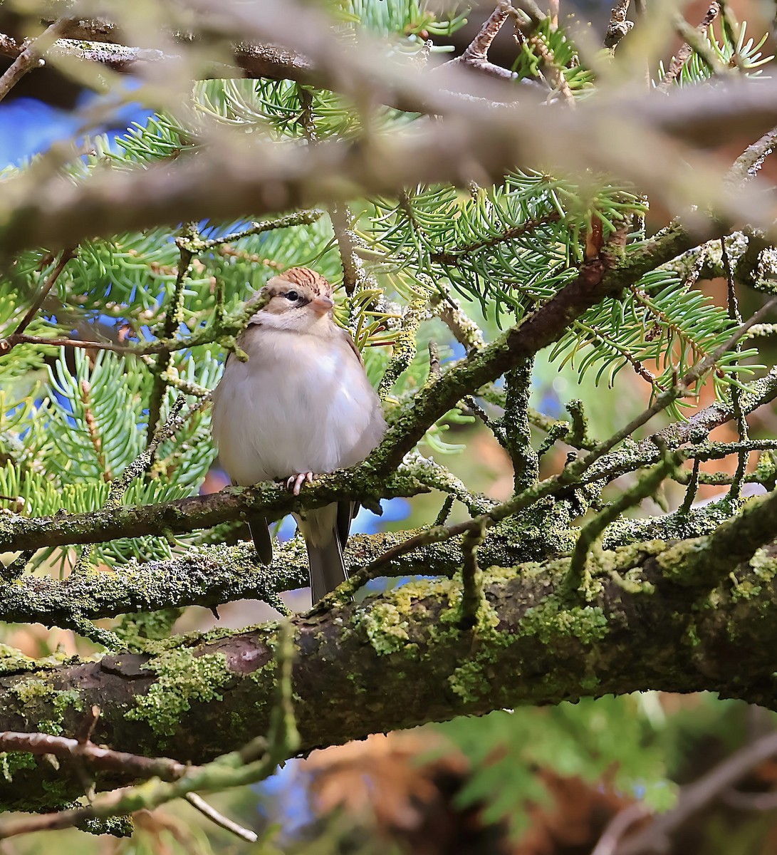 Chipping Sparrow - ML643431347