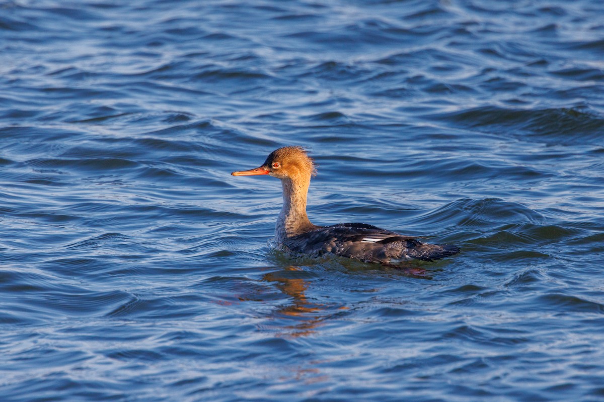 Red-breasted Merganser - ML643431353