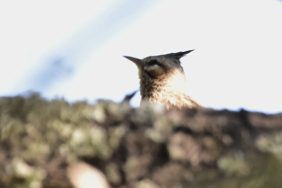 Annumbi alouette - ML643431412