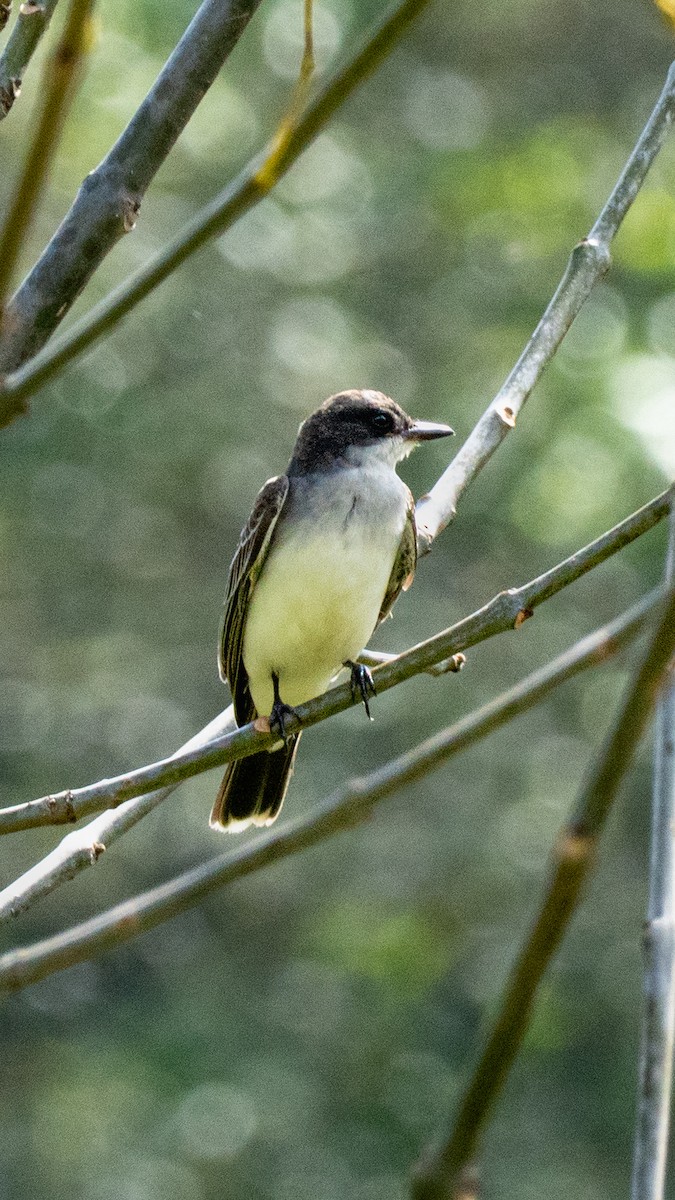 Snowy-throated Kingbird - ML643431424