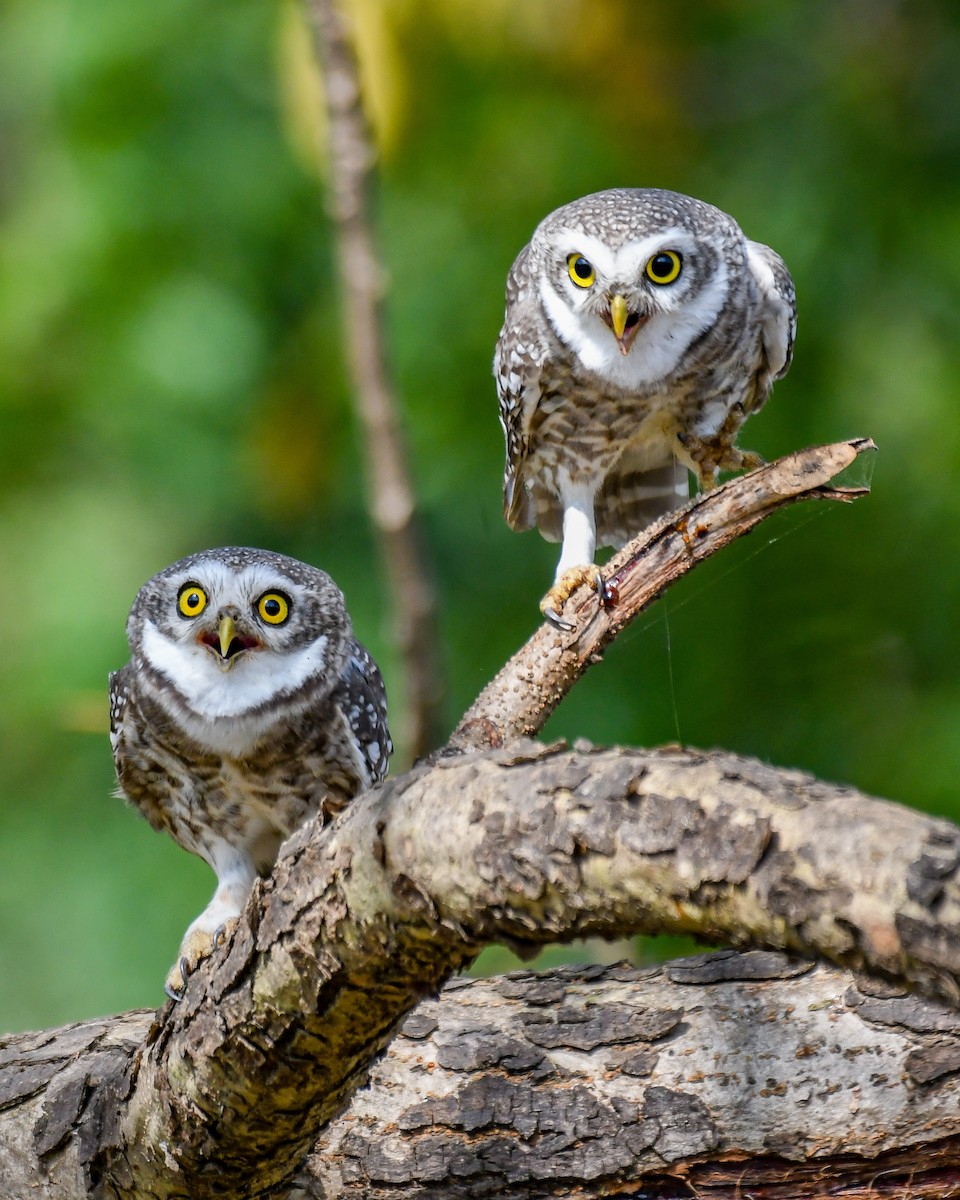Spotted Owlet - ML643431430