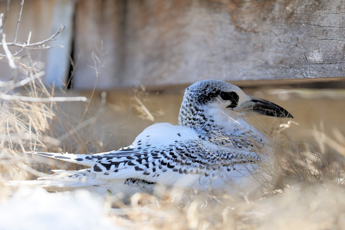 Red-tailed Tropicbird - ML643431437