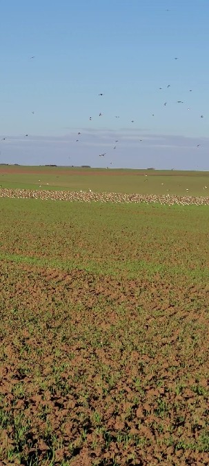 Northern Lapwing - ML643431443