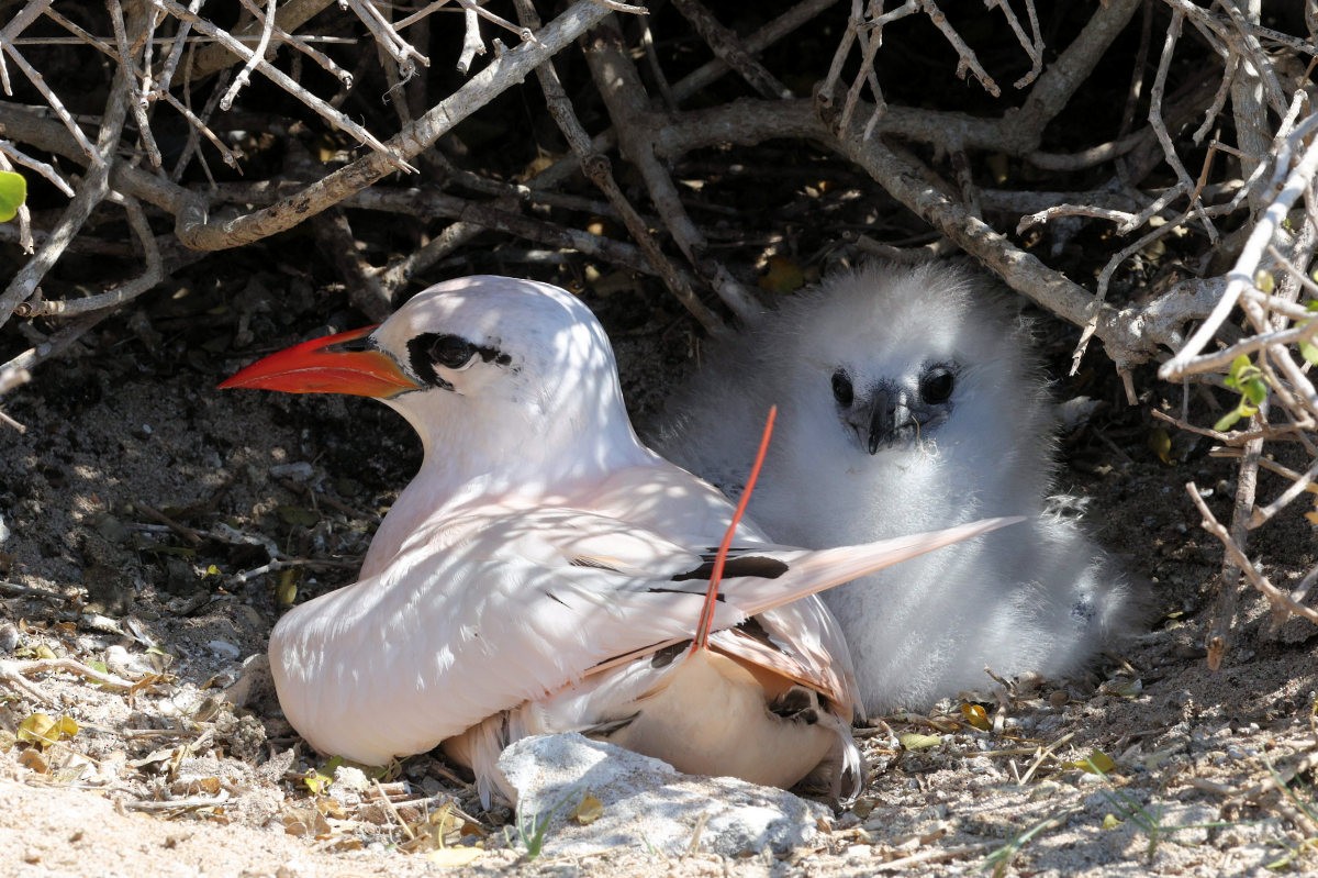 Red-tailed Tropicbird - ML643431444
