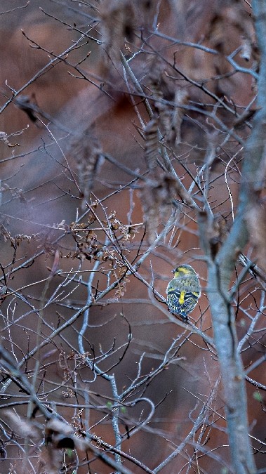 Eurasian Siskin - ML643431465