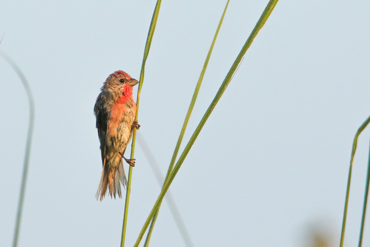 rosenfink - ML643431480