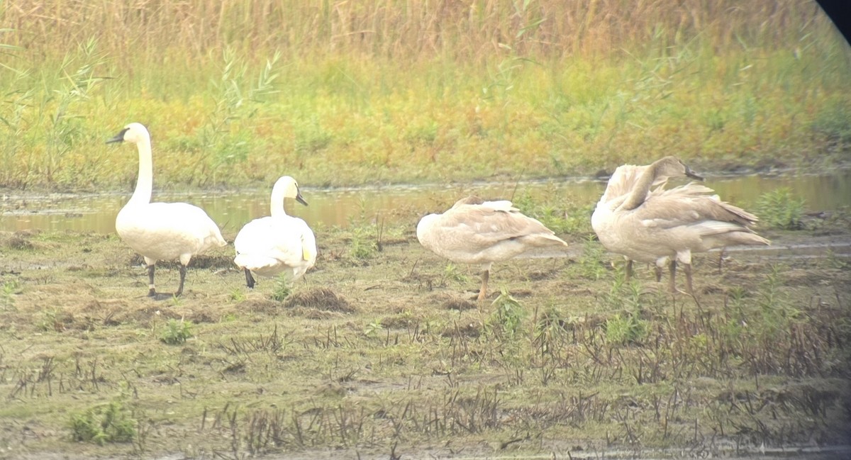Trumpeter Swan - ML643431485