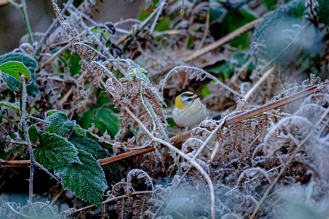 Common Firecrest - ML643431487