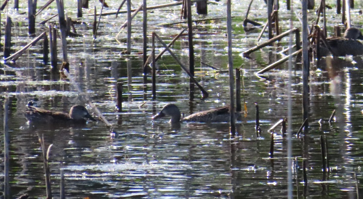 Blue-winged Teal - ML643431496