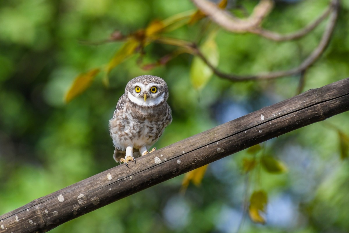 Spotted Owlet - ML643431509