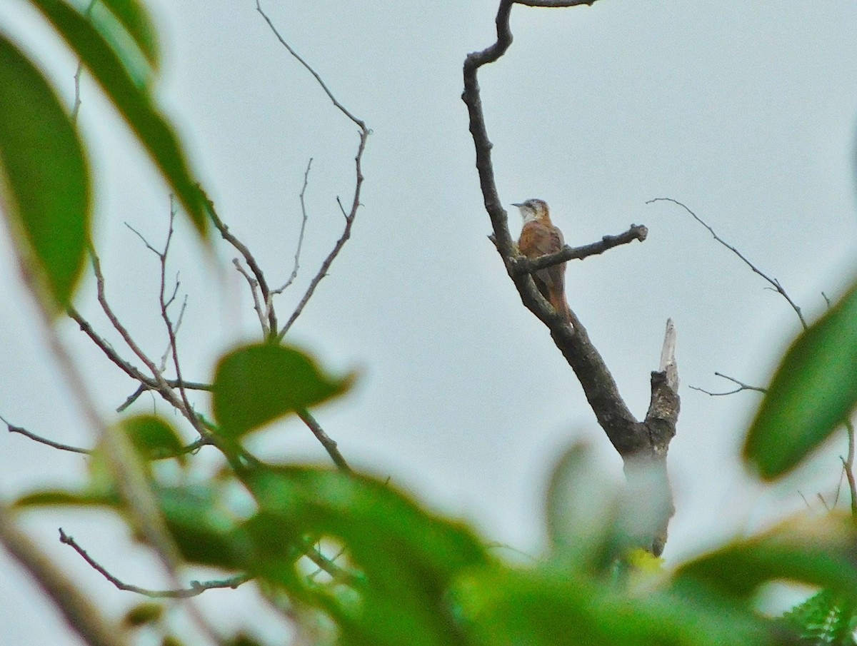 Banded Bay Cuckoo - ML643431512