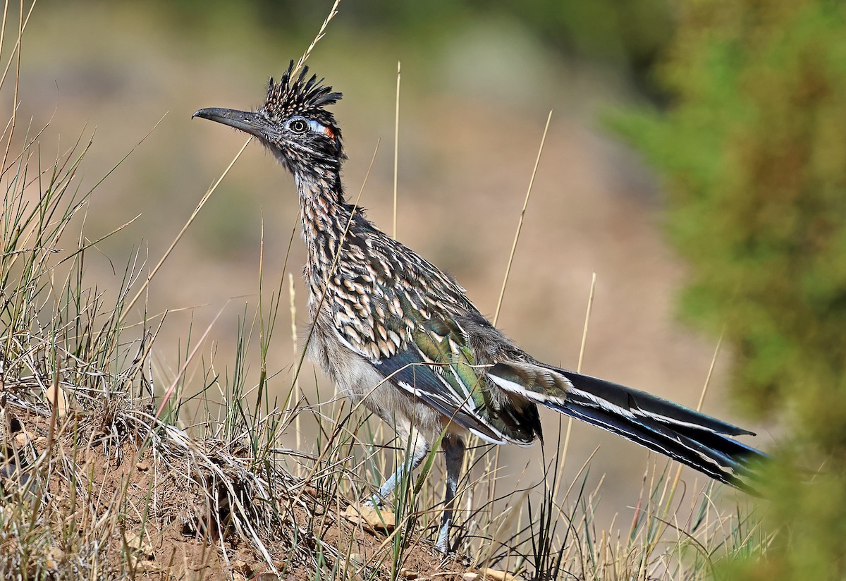 Greater Roadrunner - ML643431518