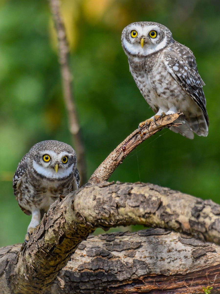 Spotted Owlet - ML643431524