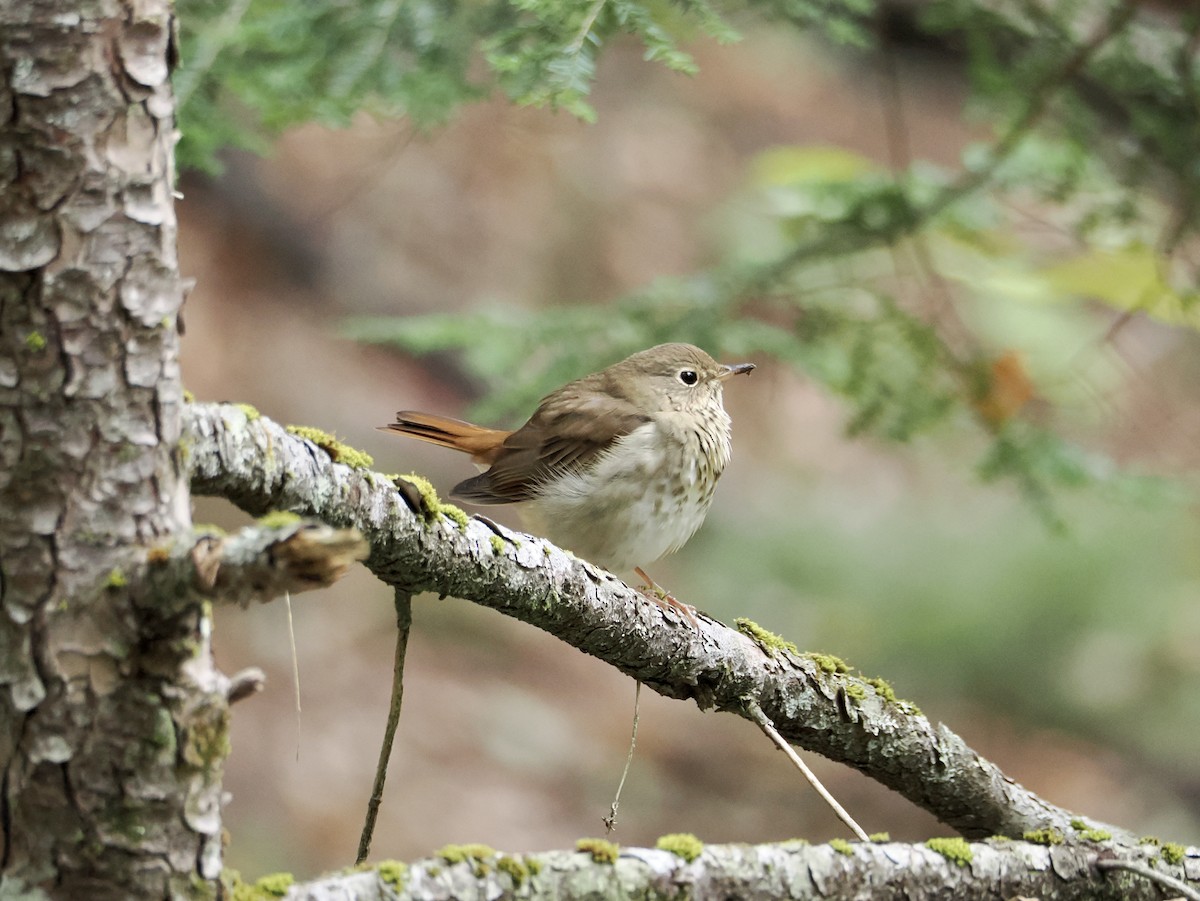 Hermit Thrush - ML643431531