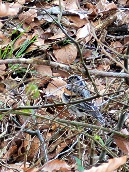 Brambling - ML643431537
