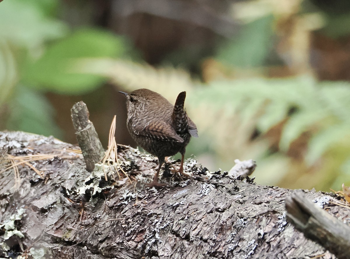 Winter Wren - ML643431542