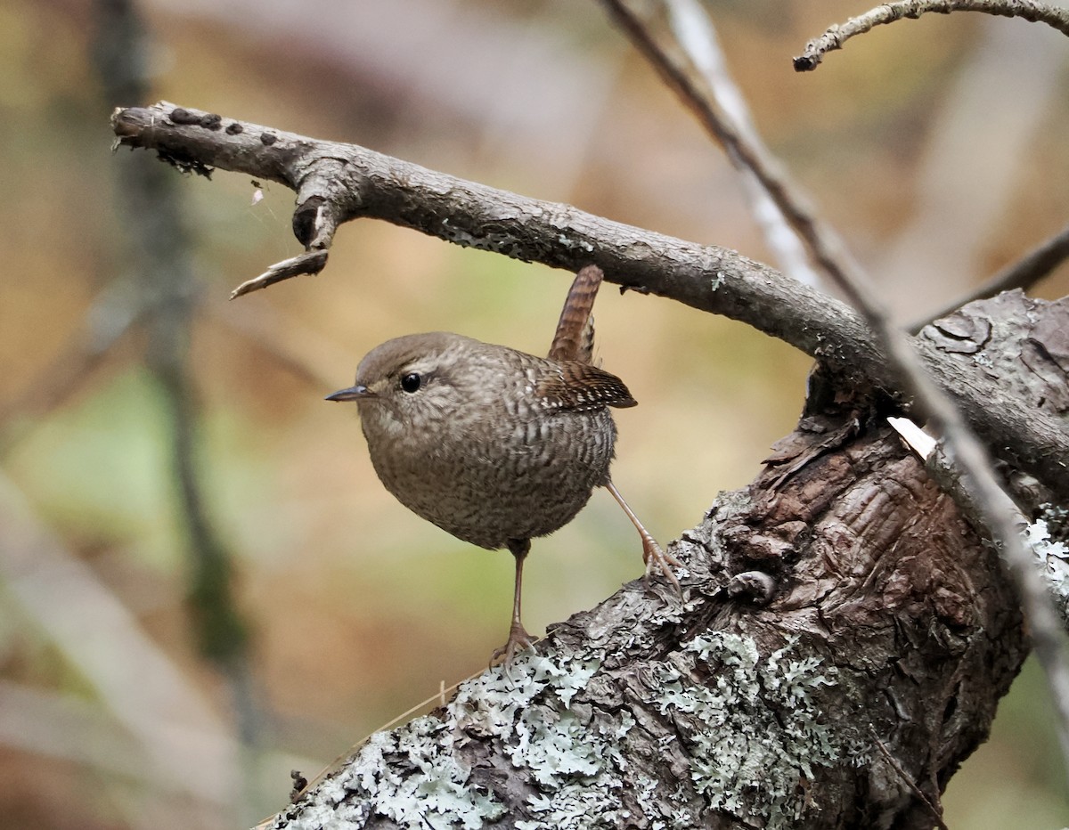 Winter Wren - ML643431543