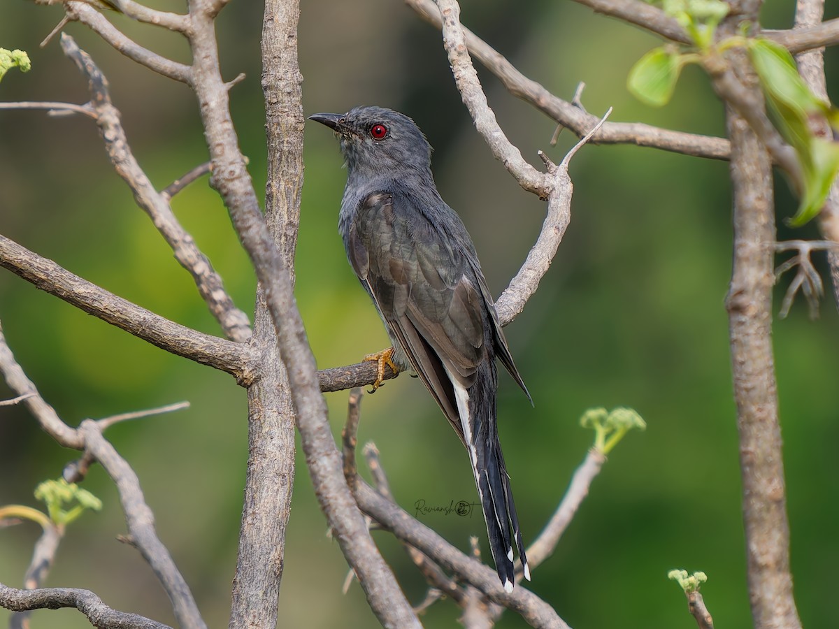Cuco Pechigrís - ML643431546