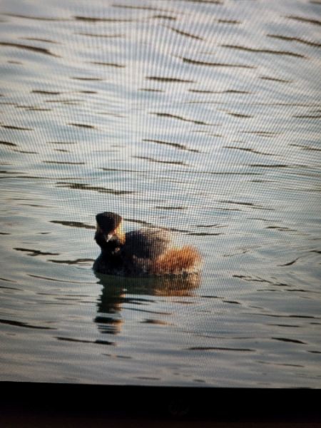 Eared Grebe - ML643431552