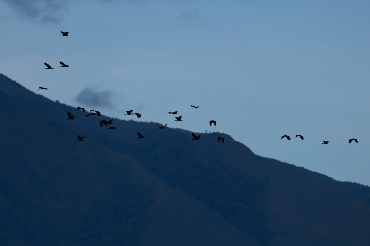 Ibis Afeitado - ML643431555