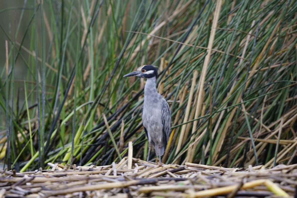 Yellow-crowned Night Heron - ML643431558