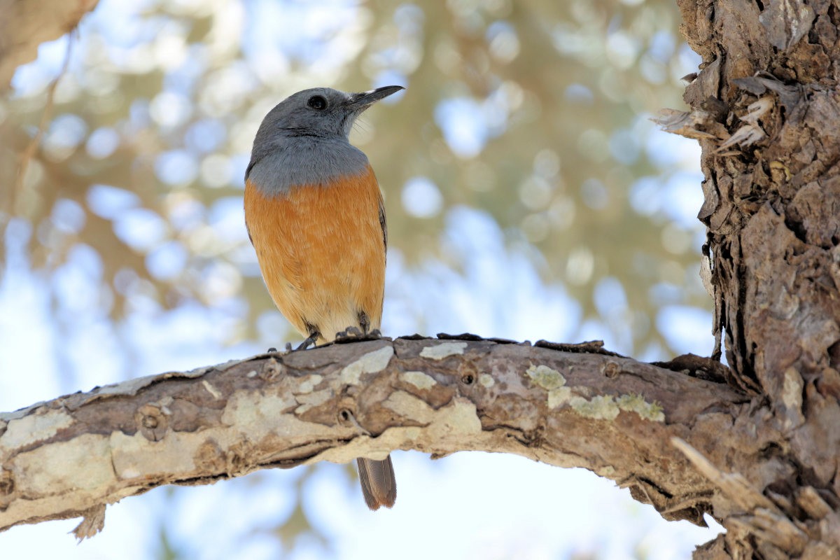 Littoral Rock-Thrush - ML643431563