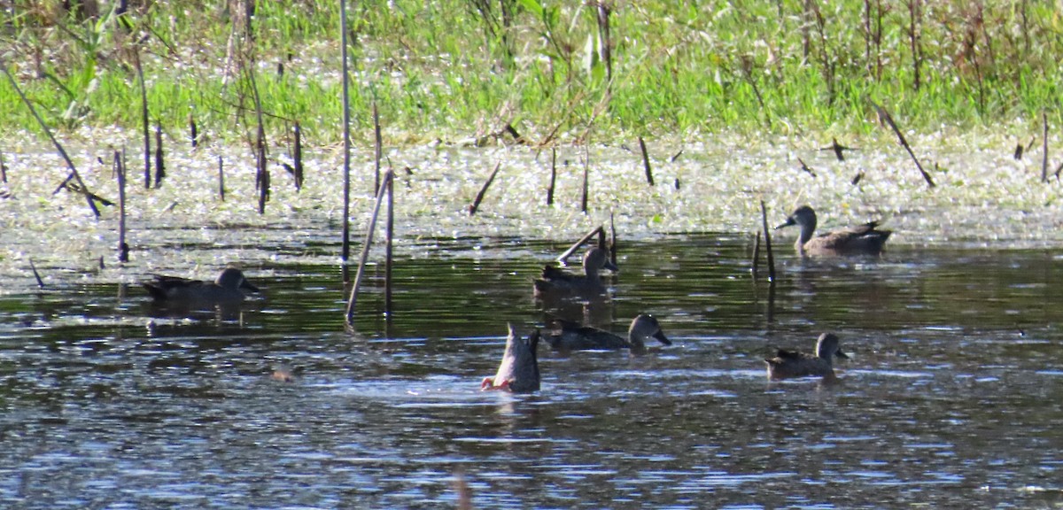 Blue-winged Teal - ML643431596