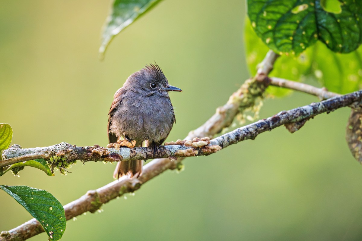Smoke-colored Pewee - ML643431634
