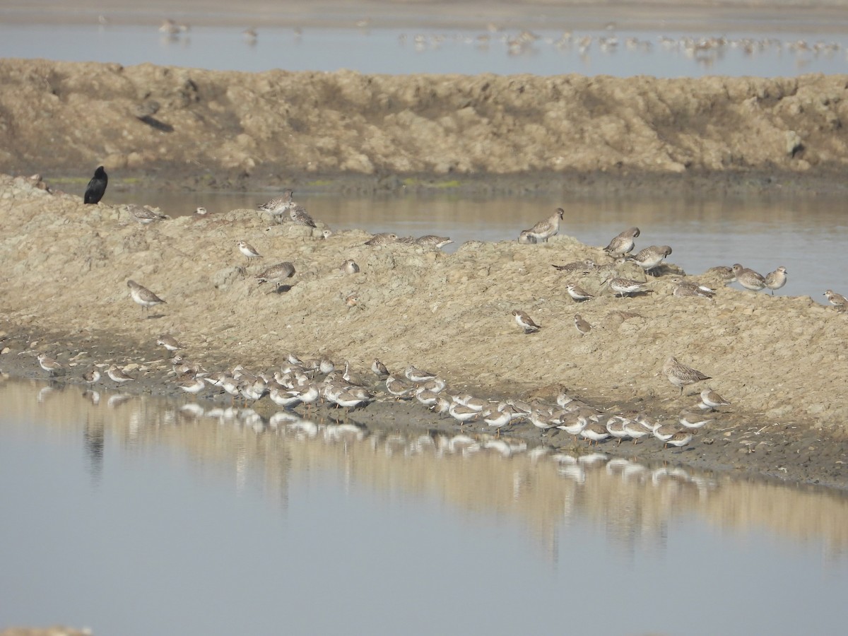 Terek Sandpiper - ML643431644